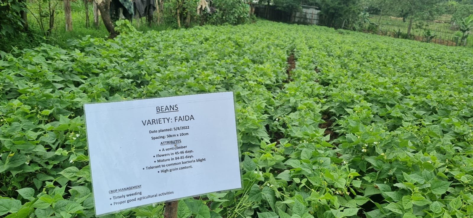 Agri- FI Climate Smart Agricultural Productivity Project- Beans Value Chain project